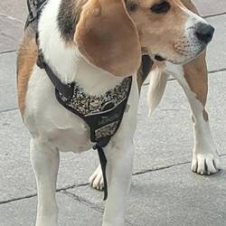 In German, all dogs are 'hunds', but this 1 REALLY is a hound.