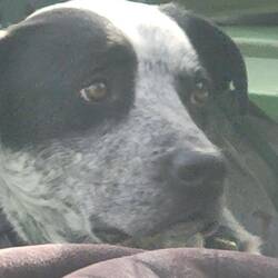 Watching intensely, as his human eats at the biergarten.