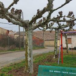 Diese kunstvollen Bäume gefielen mir sehr.