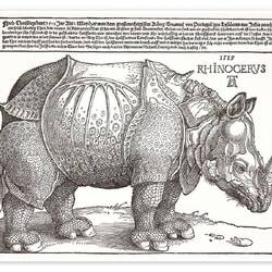 Das Nashorn von A. Dürer
