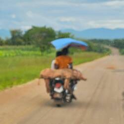 Motorcycle with 2 people and a dead pig