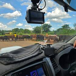 Cows in road