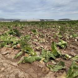 Ernteausfall nach den Regenfällen
