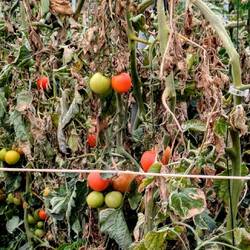 Tomaten hinter der Folie