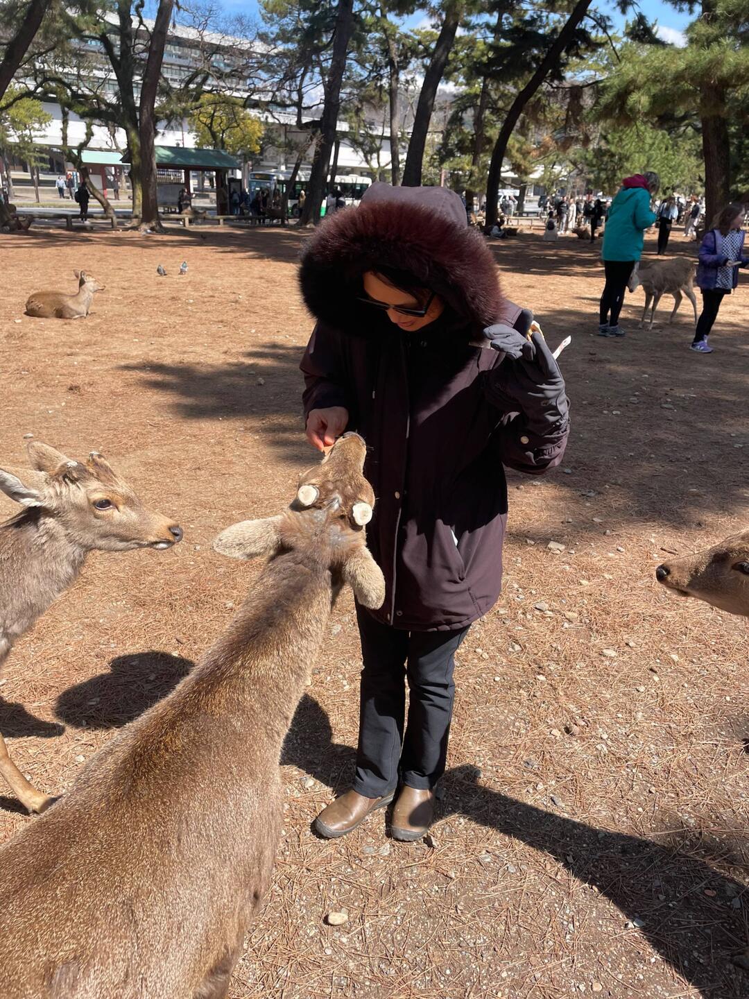 They are gentle and polite! They bow and get deer crackers out of your hand.