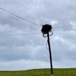 Storchennester gehören zum Landschaftsbild