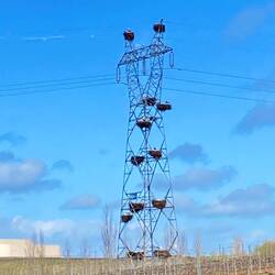 Zwölf Storchennester auf einem Masten!