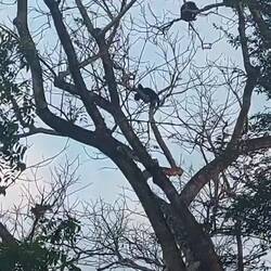 Die 🐵 🐵 🐵 🐵 🐵 tanzen über unserem Stellplatz in den 🌳 🌳 🌳