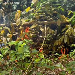 ...mit kleinem Feuer. Macht aber Nix, passiert halt. Tobago pur!!