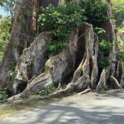 ... und seine Wurzeln. 300 Jahre gegen den äst der Welt