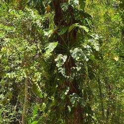 Auch das (gibt es bei uns in Töpfen) nur ein Schmarotzer
