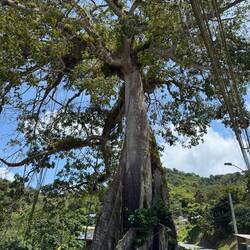 Tobagos ältester Baum