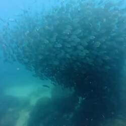 Zmitz düre Schwarm 🤩