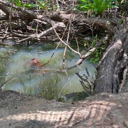 Baby Kroki uf dä Inslä, easy äs Plastikband "sperrts" weg vo dä Touris 😅 wo isch s Mami?? 🤔