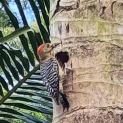 Spechte gibt es auch in Palmen