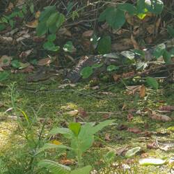 Sehr fotogen der Kaiman