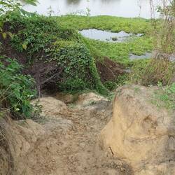 Den Weg nutzen sie nachts, um zum Fressen an Land zu kommen