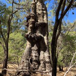 Tuart Eukalyptus Baum