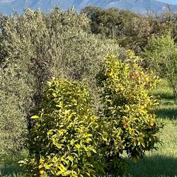 Have some oranges with your olives...