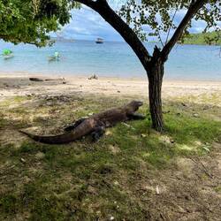 Wildi Komodo Dragons 🦎