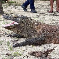 Wildi Komodo Dragons 🦎