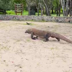 Wildi Komodo Dragons 🦎