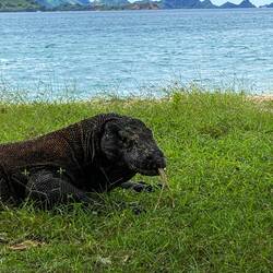Wildi Komodo Dragons 🦎