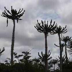 ...der ganze Park ist voll von Kakteen...