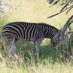 ...es gibt Zebras...
