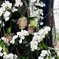 Orchideen werden an den Bäumen mit eingepflanzt