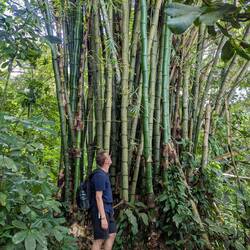 Bambuuuten 😍 Welcher Fällschnitt da wohl der beste wäre? 😇