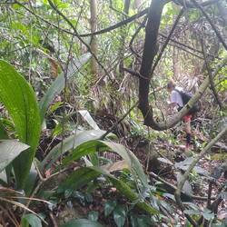 Deshalb ging es für uns (in den Dschungel) weiter. War auch niemand sonst da. Wissen jetzt warum 🙈