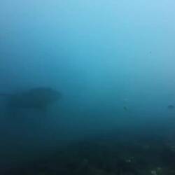 Üsi atemberoubendi Begägnig mit em Walhai