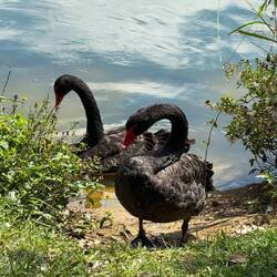 Schwarzschwan