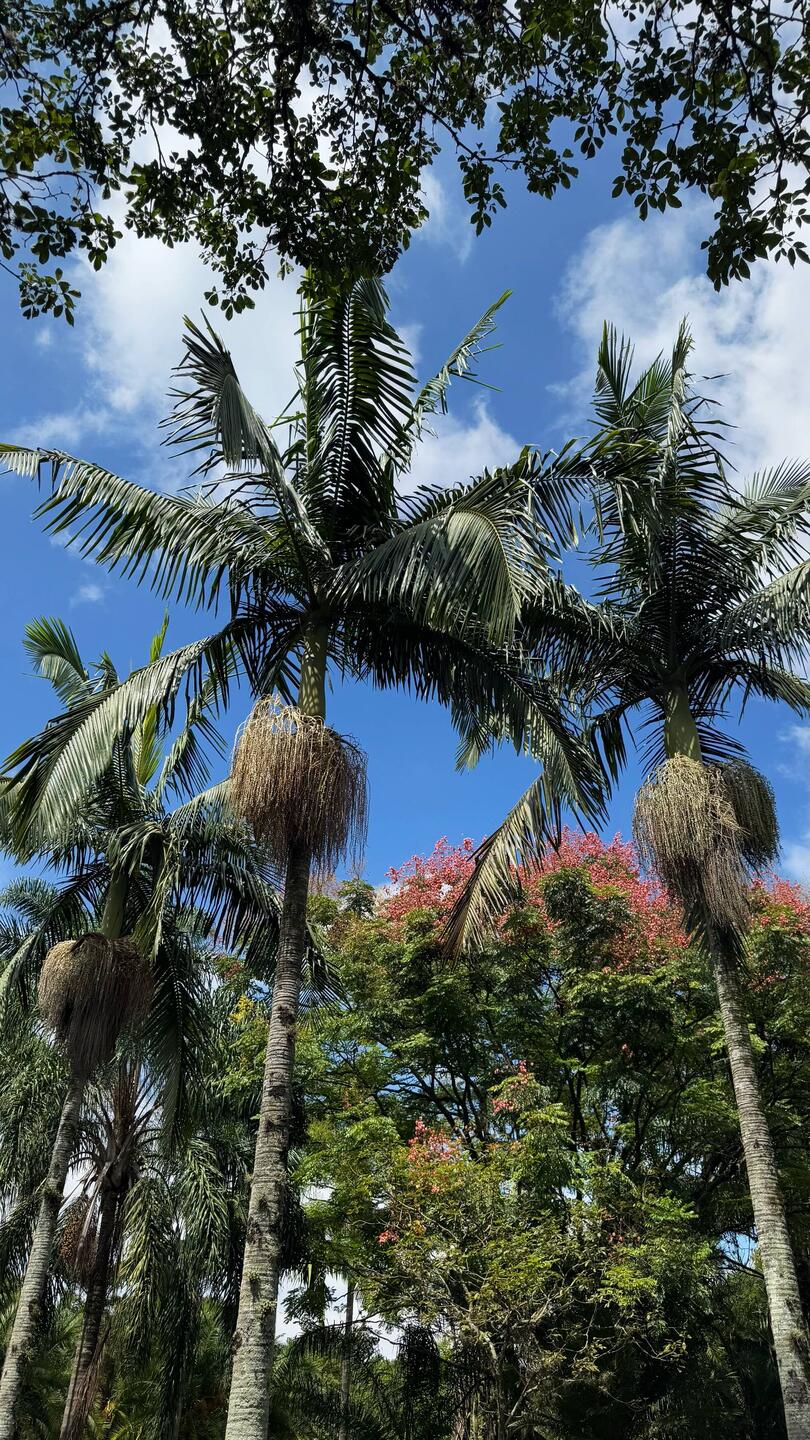 Parque do Ibirapuera