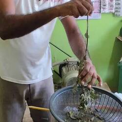 Curryleaves für uns