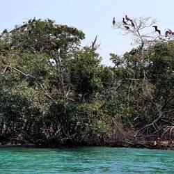 Mangroves are a paradise for many species of birds. Kayaking is an effective way to observe them.