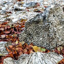 The remains of ancient corals.