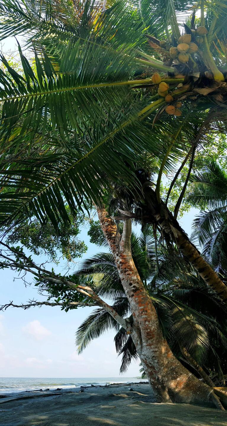 Finally, the Caribbean coast!