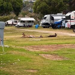 Mittagsruhe bei den Langfüßlern
