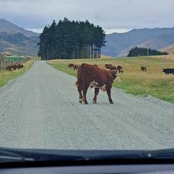 Mooo(ve).
