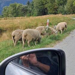 So here's a little roadside something you don't see every day...