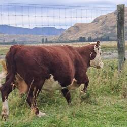 Ok, these guys move MUCH faster than I thought! Fortunately it was AWAY from us!