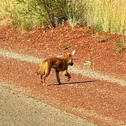 Dingo