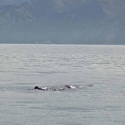 Da ist er. Auf den Fotos kommt dieses grosse Erlebnis nicht ganz zur Geltung