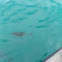 Die Delphine zeigten sich uns noch einmal