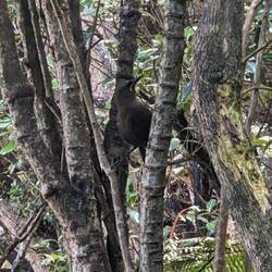 Adolescent Saddleback