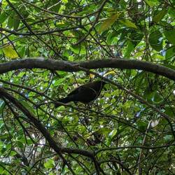 Bellbird