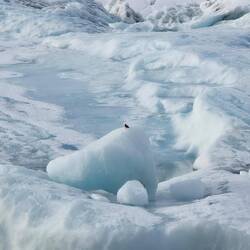 Ein Piepmatz auf Eis
