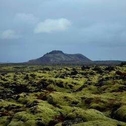Neues Leben entsteht